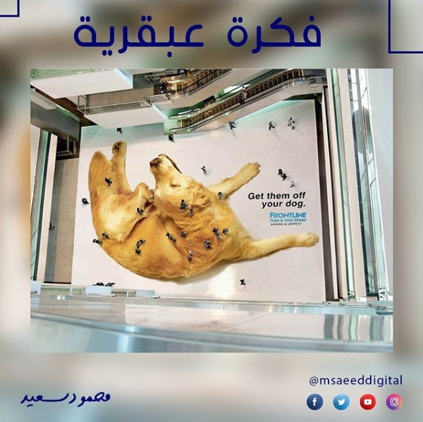msaeednetwork tweet picture