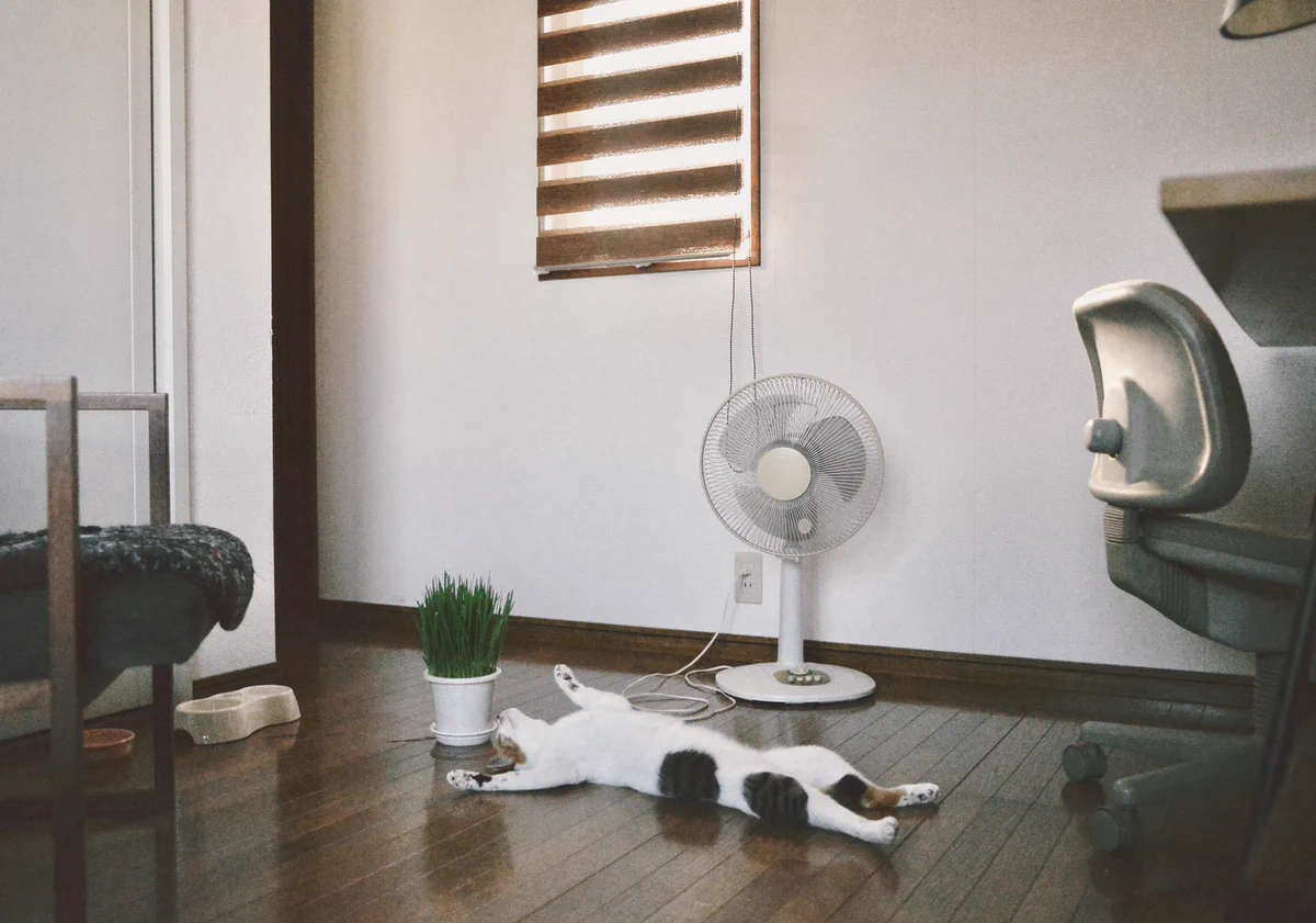 猫もぐったりする連日の暑さ。エアコン頑張って！ｗｗ