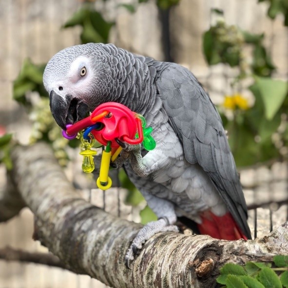 Northern Parrots are the UK’s leading Parrot supplies specialist.  Their range is unrivalled and will give you everything you need to keep your bird happy, healthy and feeling at home. Check them out at bit.ly/34jZ3vc