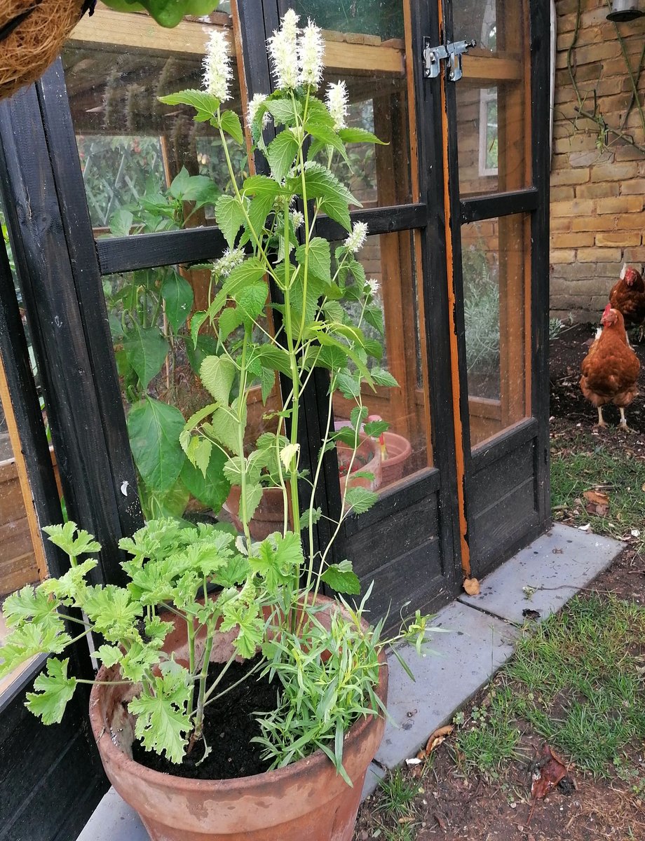 I  have  some marvellous new culinary herbs -  korean mint, rose geranium and french tarragon, ggreat service from @hooksgreenherbs

So far not been destroyed by chooks.
