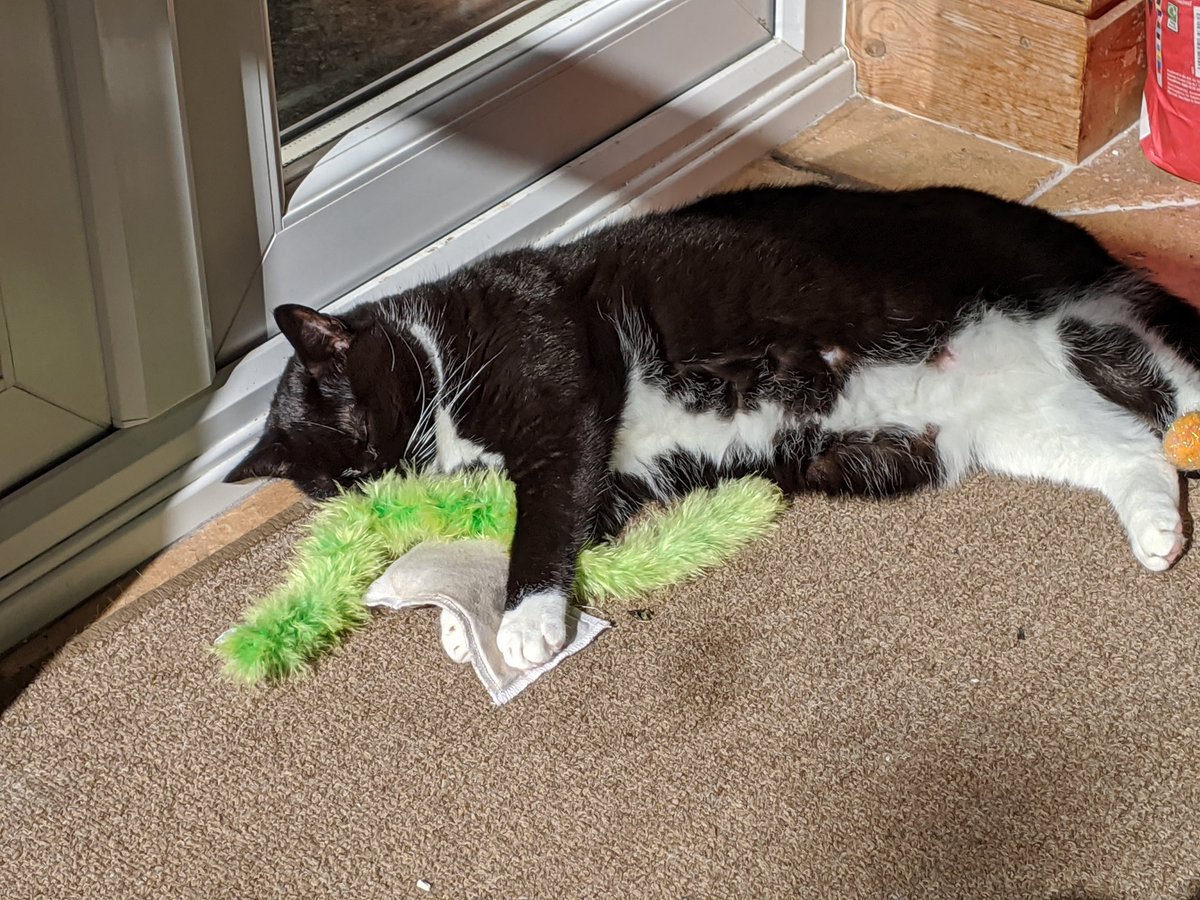 _Poppy_cat's tweet photo. Cat naps in the sun are not complete without cuddling my favourite fluffy toy and catnip pillow. It's hard work supervising my human whilst she works from home so a siesta is required multiple times a day. https://t.co/WgEFt3kU3l