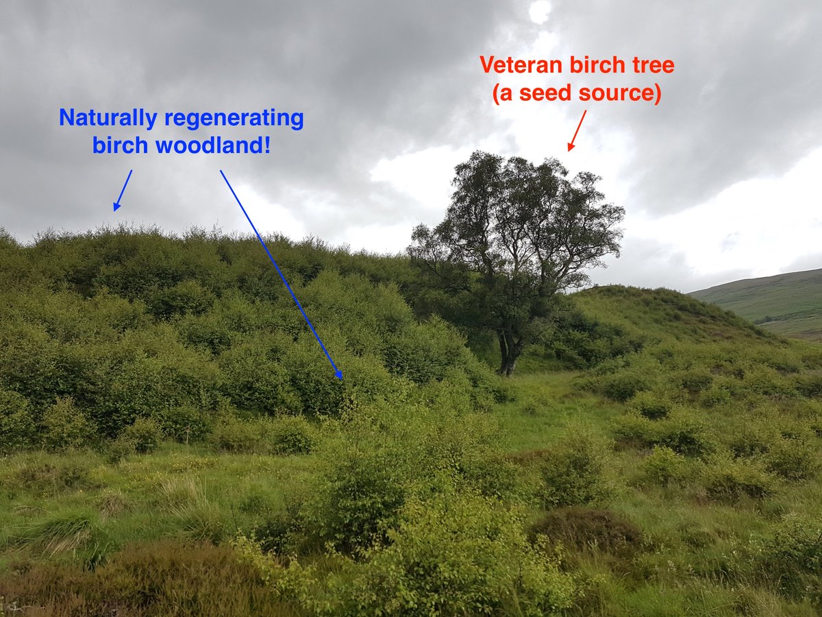 At one of our projects in Scotland, #woodlandcreation is being delivered via #naturalregeneration instead of planting.

This reduces the #carbon released from the soil (during ground prep.) + saves on #plastic tree tubes.

The results are astounding. Just look at all that birch!