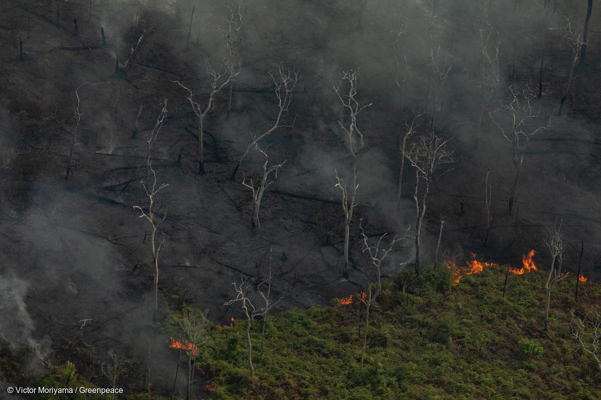 L’Amazonie brûle.
63% de sa disparition est due à l’élevage.
La France y participe activement en tant qu’importateur de soja pour nourrir des animaux enfermés dans des élevages intensifs.
Qu'est-ce qu'on attend pour éteindre les incendies?
#JeudiPhoto #Amazonie #Vegan