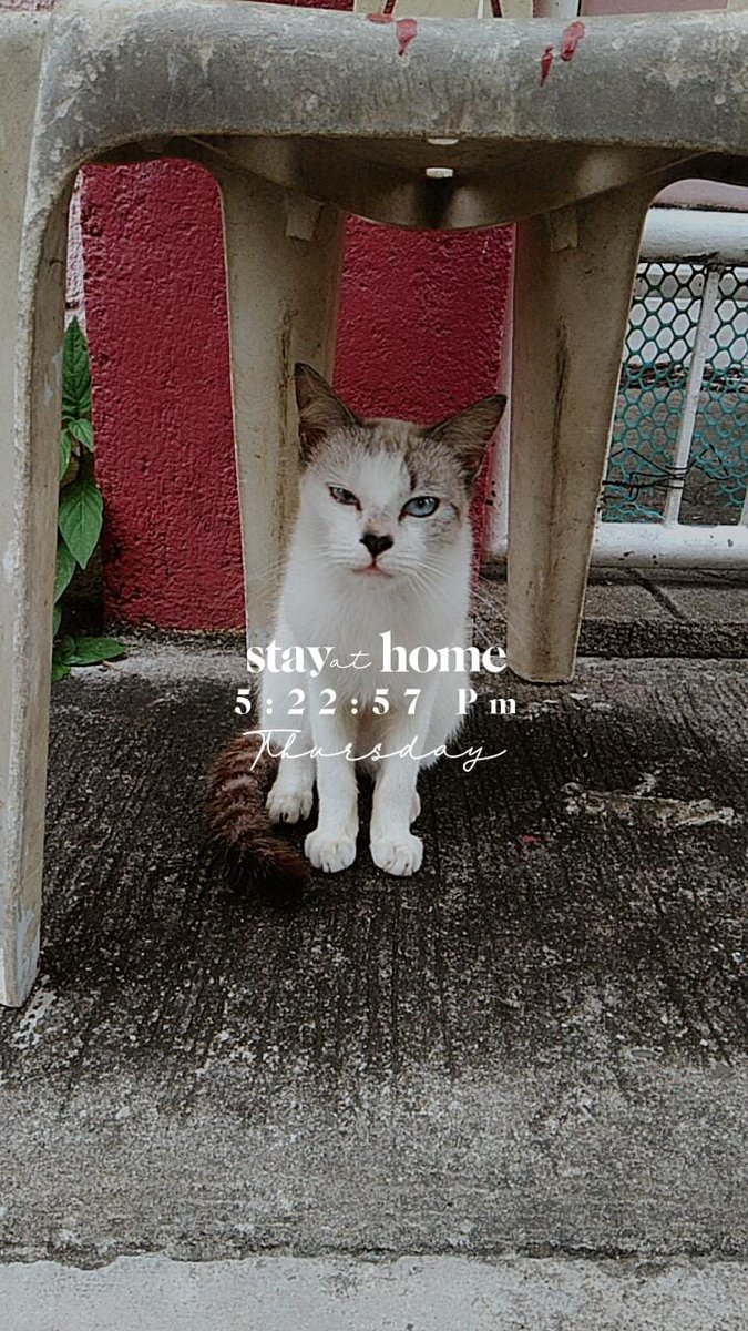 stephanitch's tweet photo. Say hi to the newest part of the family 🤗❤ https://t.co/5S5Jo6IqVp