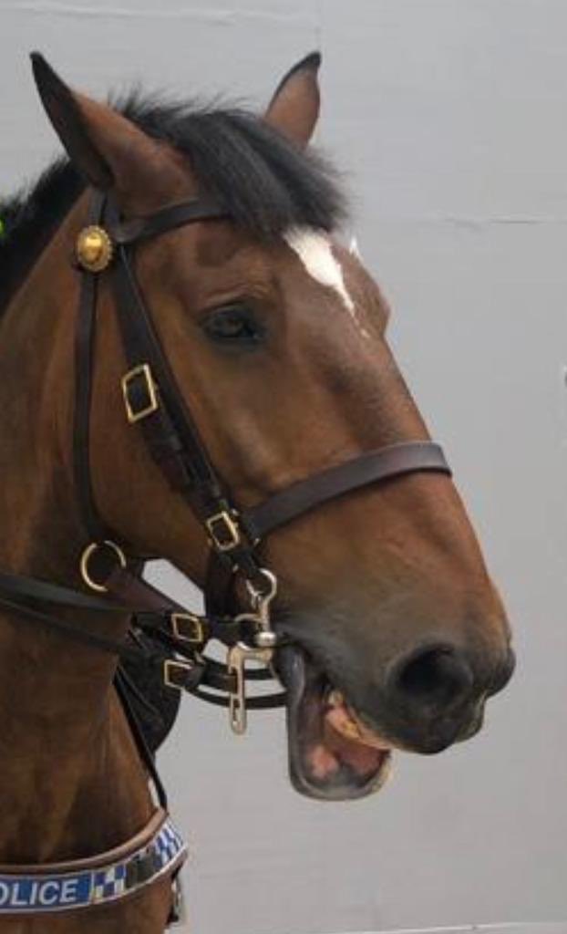 ASPoliceHorses tweet media