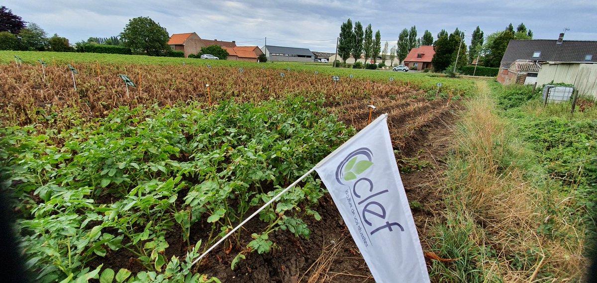 FCroutte's tweet photo. #defanagepommedeterre De belles solutions dans nos essais @ClefSas pour nos #agriculteurs du @NegoceAgricole @JourdainLuc1 @nicocharpent @DOLL66659654 @DuriezFils @PhilippeVERHAE1 @JeremyMignotte https://t.co/eDIoXRh3Oh
