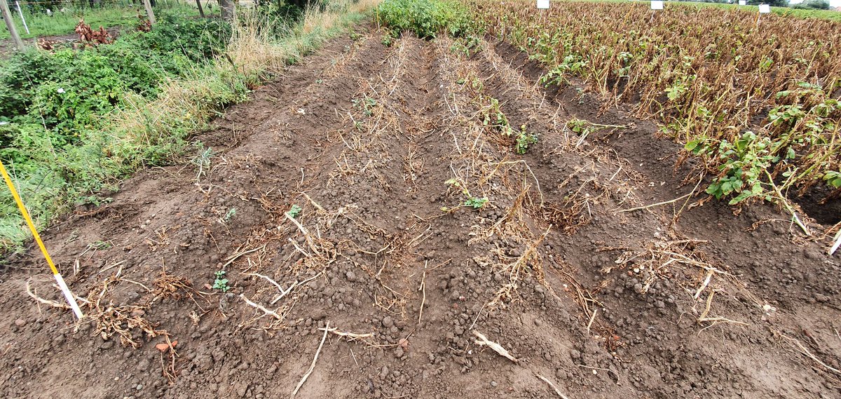 FCroutte's tweet photo. #defanagepommedeterre De belles solutions dans nos essais @ClefSas pour nos #agriculteurs du @NegoceAgricole @JourdainLuc1 @nicocharpent @DOLL66659654 @DuriezFils @PhilippeVERHAE1 @JeremyMignotte https://t.co/eDIoXRh3Oh