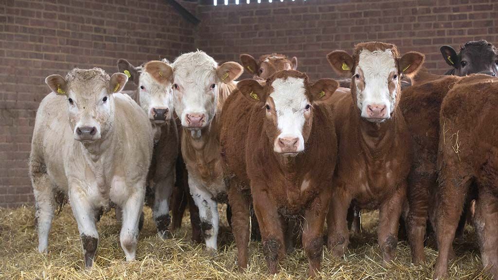 FarmersGuardian's tweet photo. Grazing cattle can be at risk of worms on pasture, especially with the warm start to the year we have had. @Sioned_98 Timothy from @Boehringer Ingelheim gives her advice for monitoring the signs of worm burden https://t.co/CWJVapo7Av #INST_BTP #BoehringerUK #Sponsored https://t.co/CX5M8MqenC