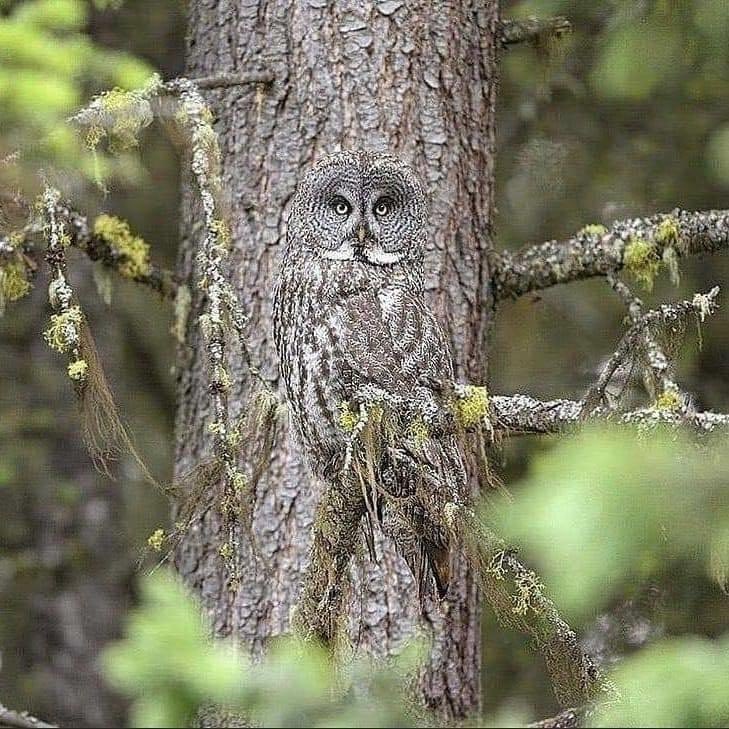 Just wow. Saw this photo of A great grey owl - taken by Alan Murphy.
Is there a better example of camo?