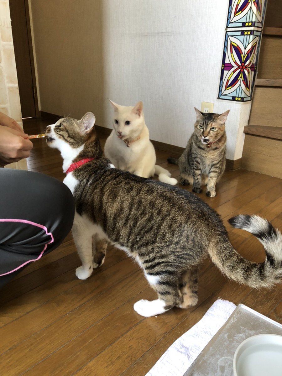 puyoko710's tweet photo. リハビリの先生にちゅーるをもらう我が屋の猫達、
飼い主の私が言うのもアレだけどなんて気持ち悪い顔してるんだお前たち… https://t.co/gq30sPeZT1