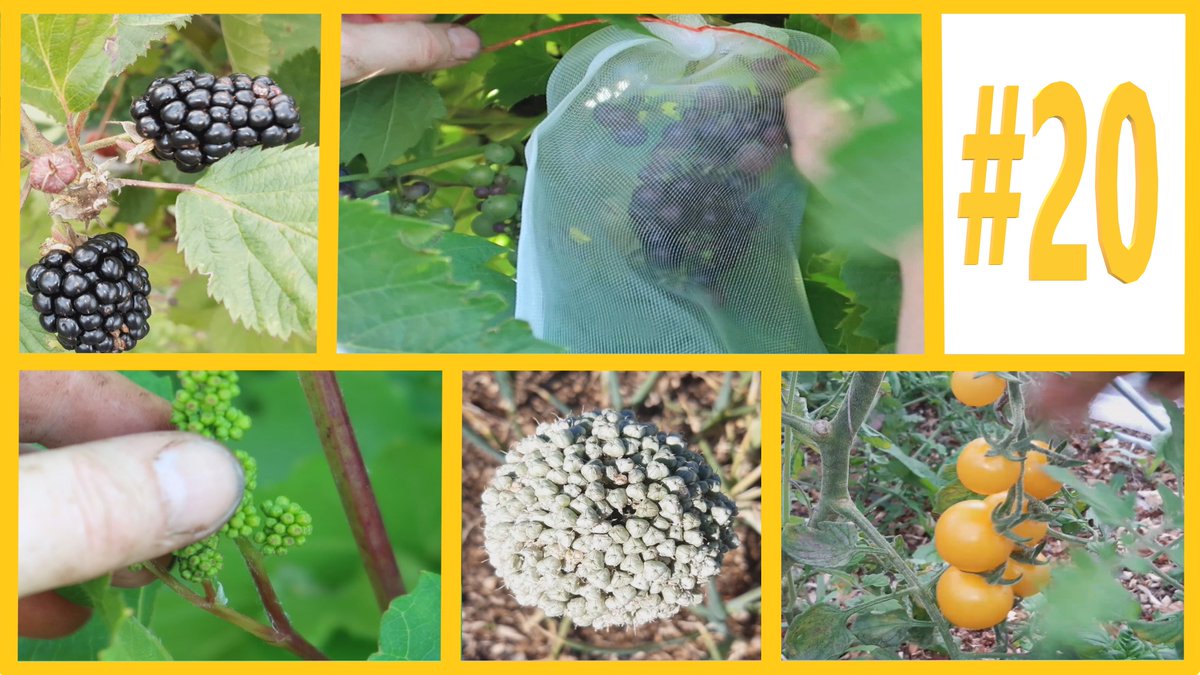 Weekvlog 19 en 20 staan met terugwerkende kracht online.
#19:youtube.com/watch?v=xek5bW…

#20: youtube.com/watch?v=vEWAJt…

#moestuin #mulchen #houtsnippers #Backtoedengardening #NoDig #oogsten #Seizoen2020 #volkstuin #biologisch