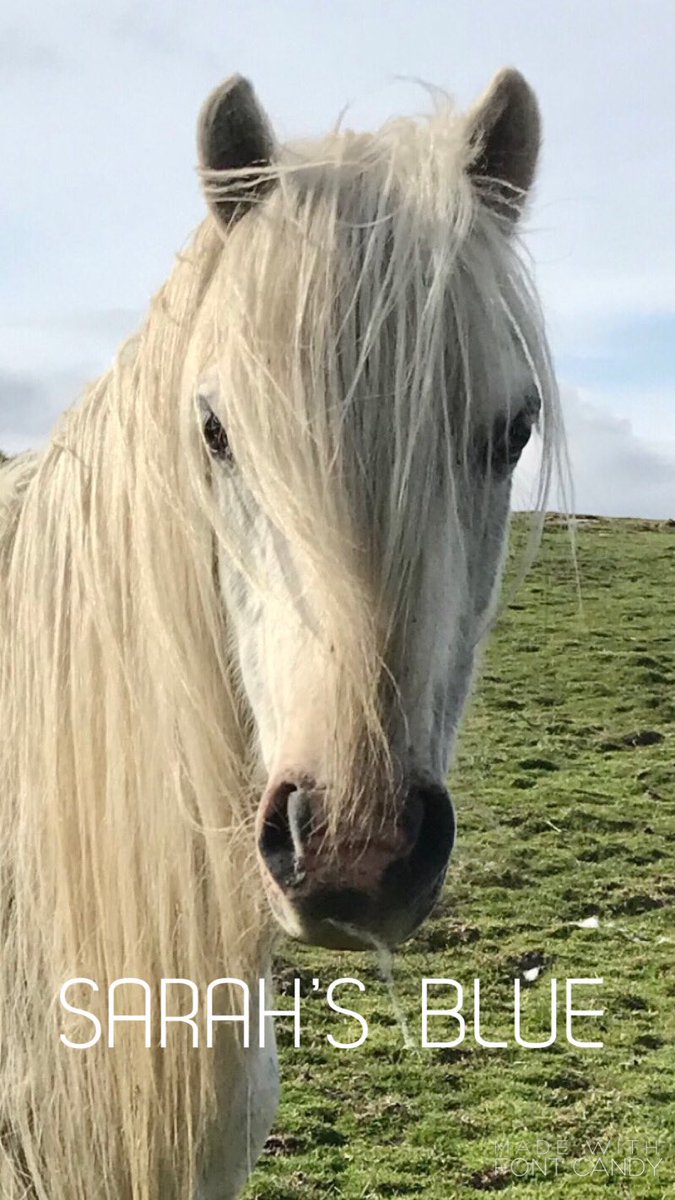 The #beautiful #Welsh #hillponies of #gelligaer #merthyr #commons #bornfree #conservationgrazers #respect
#OurWales #protect #save #joinus #biodiversity #horselovers #priceless