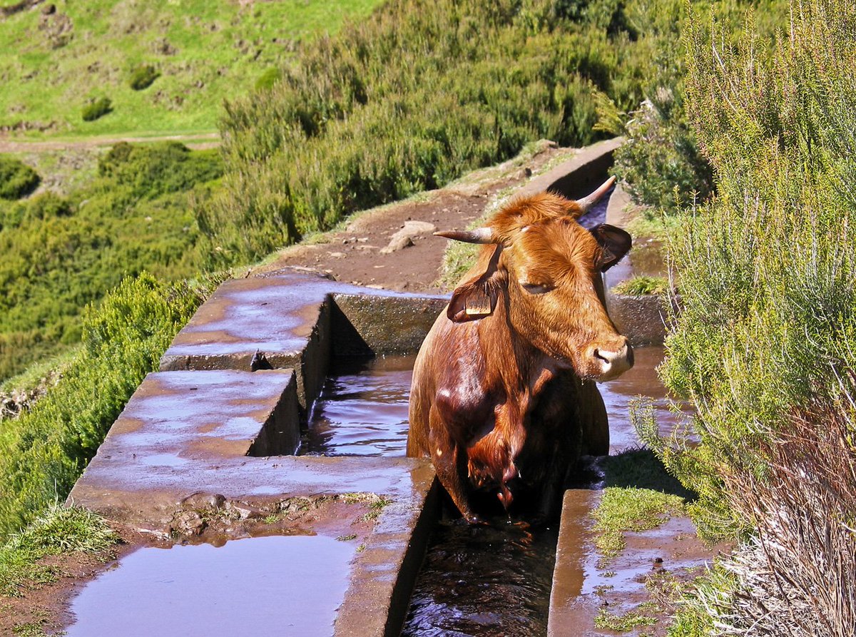 Are you also feeling the heat today? 
#Madeira #Levada