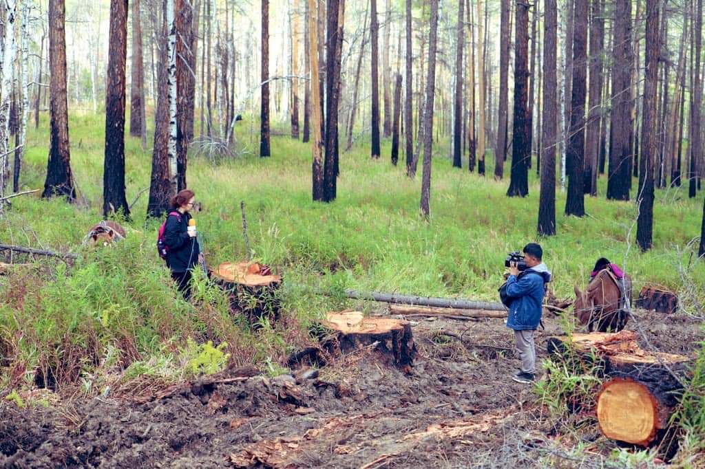 Байгаль орчны яамнаас модны цэвэрлэгээг  100 хувь зогсоохыг шаардаж байна . Учир нь модны цэвэрлэгээ бол хулгай юм байна RT please