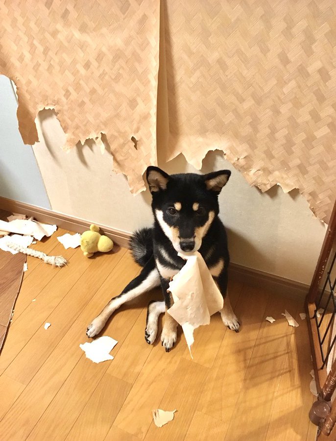 飼い主 柴犬は本当に可愛いですよ でも家は破壊します 衝撃画像に 犬 何か問題でも 拡散希望 おもしろネタ