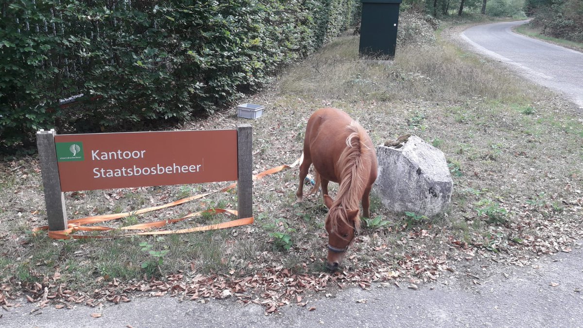 Bosw8erJanneke's tweet photo. Oproep. Vanmiddag hebben wandelaars deze pony bij ons kantoor in Nistelrode gebracht. Deze liep los in de begrazing #Maashorst ingang Nistelrode/Heesch. Wie is zijn pony kwijt? Graag melden bij @politieOss via 0900-8844. Dank. https://t.co/AtZskM4L6D