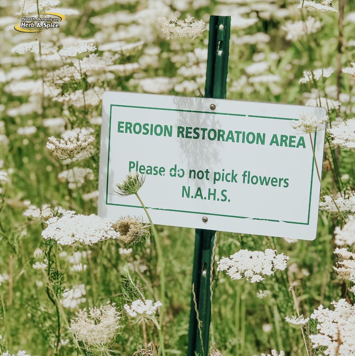 NAHSCo's tweet photo. We are all about #allnatural plants. That means the #vegetation and plants on our own land are treated the same. The land at our headquarters is taken care of &amp; never comes in contact with any chemicals, #pesticides or other #toxins.
⁣
Do you let your yard grow free?🌿
#wildyard https://t.co/8IPXRDFEJV