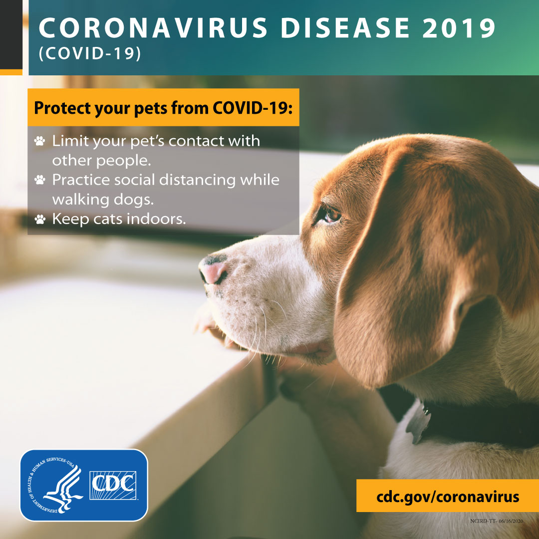 TargetCareInc's tweet photo. #repost from @cdcgov...Treat your pets 🐶🐱 the same way you would treat other family members to prevent the spread of #COVID19: Keep your pets away from sick people and people outside your household. https://t.co/YIXWWr5PDD