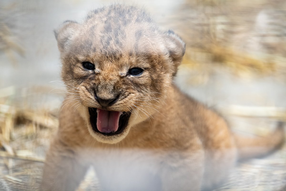 We are so proud to introduce three new African lion cubs! One female and two male cubs were born at the Zoo on July 16. All three cubs and their mother are doing well and are currently behind-the-scenes in the Animal Care Center. rb.gy/w3wogb