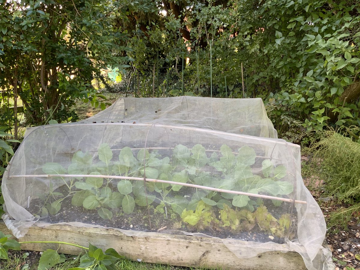 Today has been spent constructing to protect my planned autumn vegetables. Hope it works.