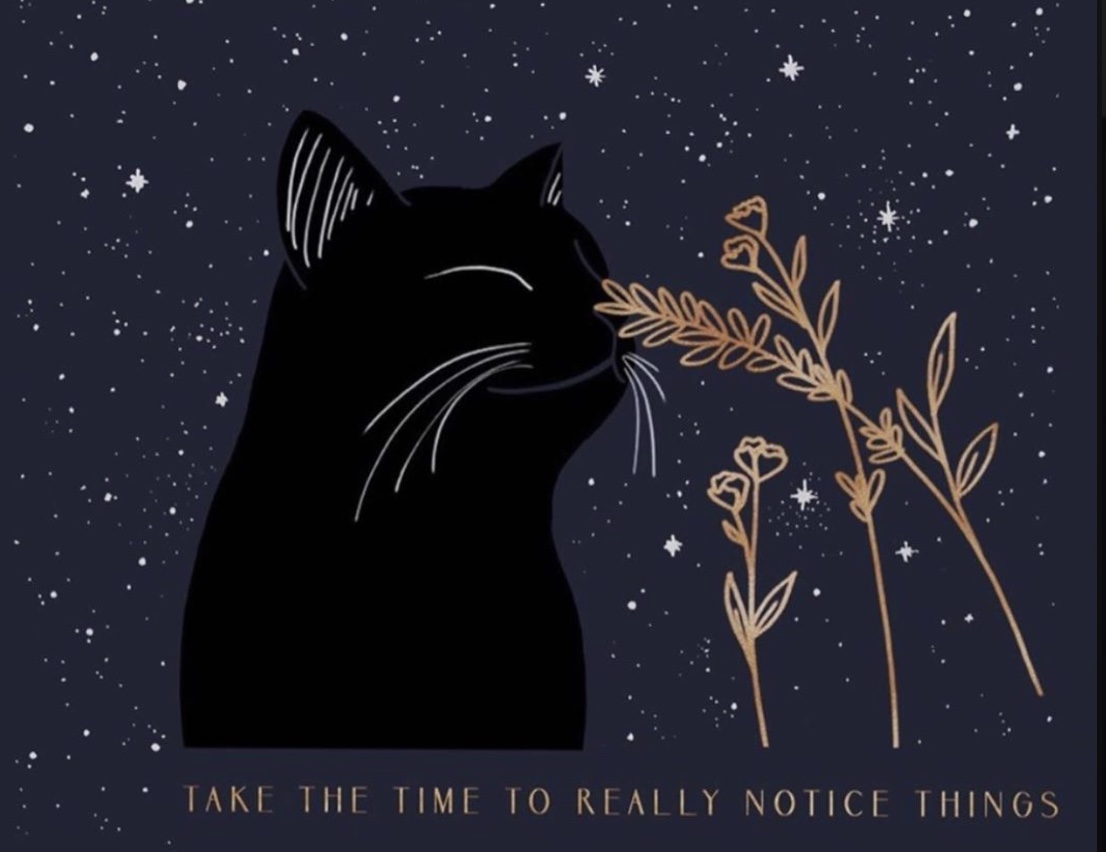 theecowarrior's tweet photo. Take the time to really notice things... 

#SlowIsBeautiful
#NewNormal 
#BuildBackBetter 
#CatsKnowWhatsUp 🐱🐱🐱 https://t.co/ZOXmfwrcme