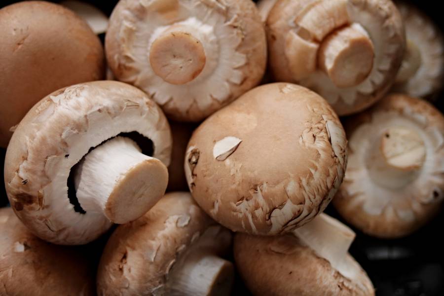 lariojacapital's tweet photo. Una #investigación sobre el cultivo de #champiñón estima un ahorro de 8 millones de euros anuales para los productores de #LaRioja
Más info-> https://t.co/opbI2IlsFp
#Eurochamp #CTICH @CticCita #Champihealth #AlimentosdeLaRioja #agricultura #innovación https://t.co/ZUSKOjJdha