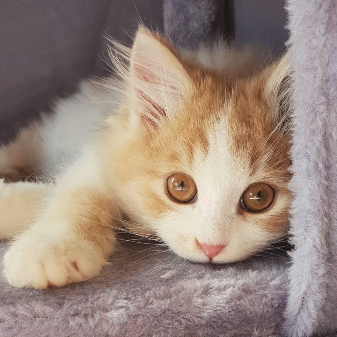 CatLoverDP1's tweet photo. #siberiancat #siberiankitten #siberiankittens #siberiancatsofig #siberiancatlovers #fluffykittens #floofycat #floofycatsofinstagram #fluffycatsofinstagram #ilovecats🐱 #ilovecats😻 #catsareawesome #kittenspam #catsrule #catlife #igkittens #catloversonly #catlover😻 #cats https://t.co/pHTa7K4nHM