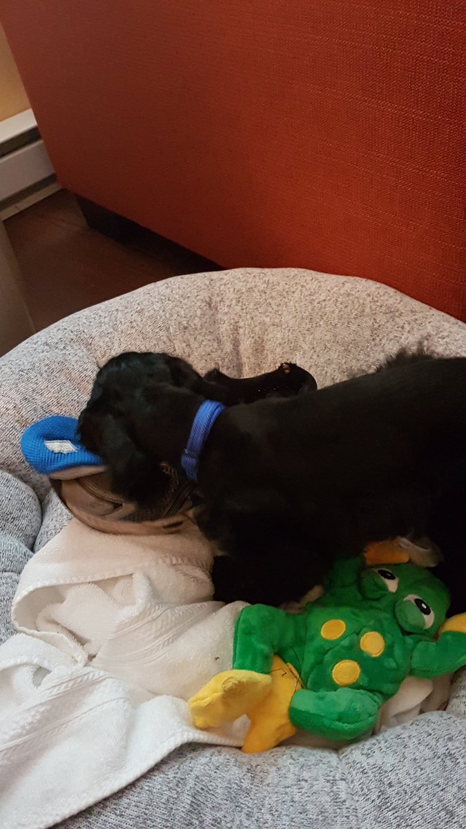 Why did I buy toys when all I needed was an old shoe