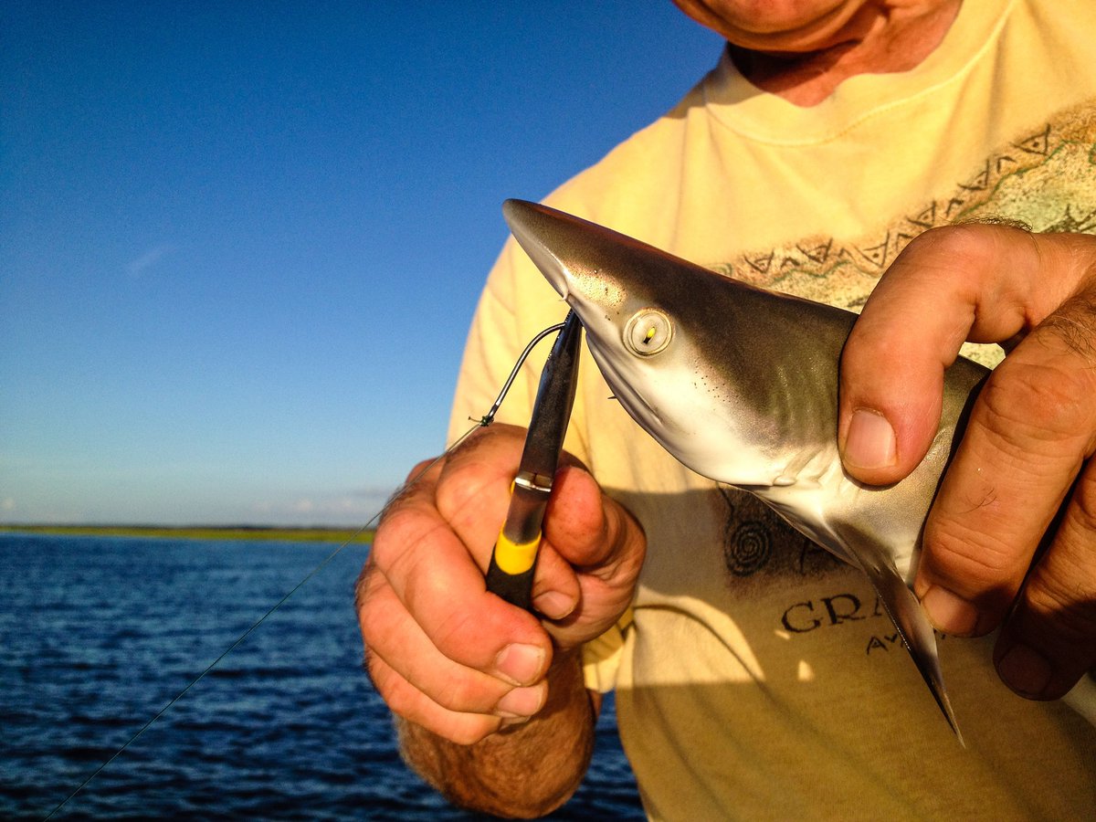 torchwerks's tweet photo. Swimming with sharks. Well, catching them. Have you ever felt their skin?
#fishinginsavannah @visitsavannah
#torchwerks #swimmingwithsharks #travel #sharks #fishing #nature #oceanlife #savannah #georgiaonmymind #productionlife #storytelling #lovemyjob #productioncompany https://t.co/6Mzq4XZXv9
