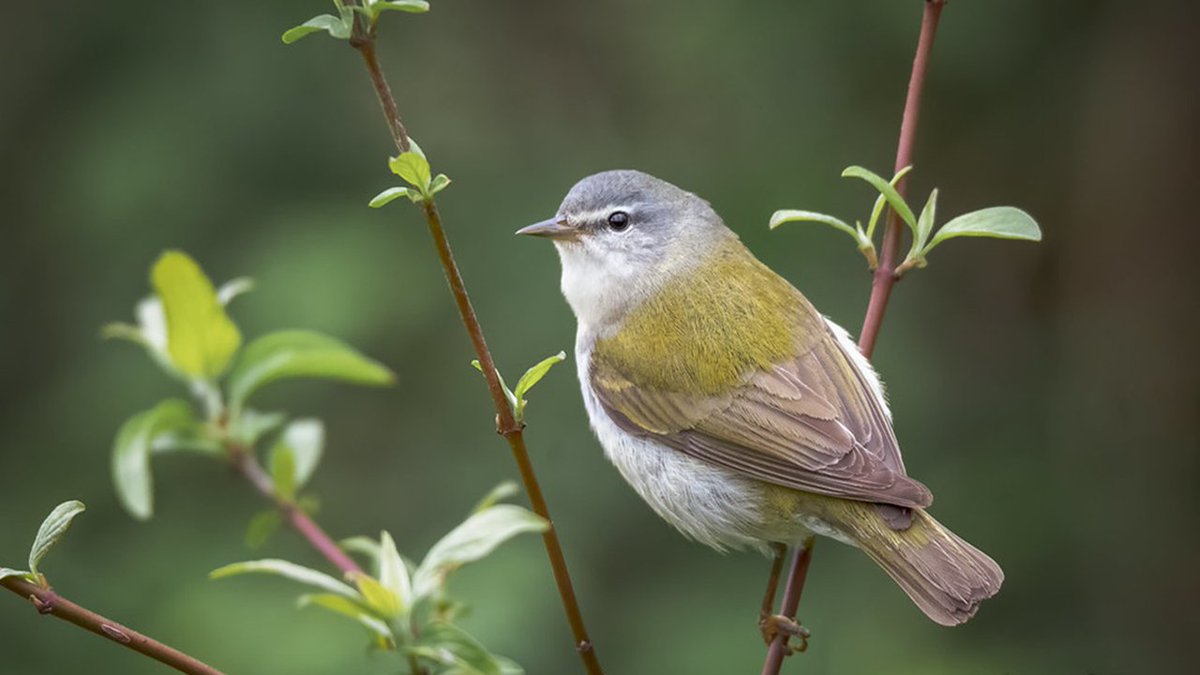 FnFPicks's tweet image. Today's #FnFPicks #AnimalOfTheDay is #TennesseeWarbler (Leiothlypis peregrina)

#DidYouKnow It is a common nectar "thief" on its wintering grounds in tropical forests. Most nectar-eating birds, bats, and insects probe a flower from the front to get the nectar, spreading pollen...