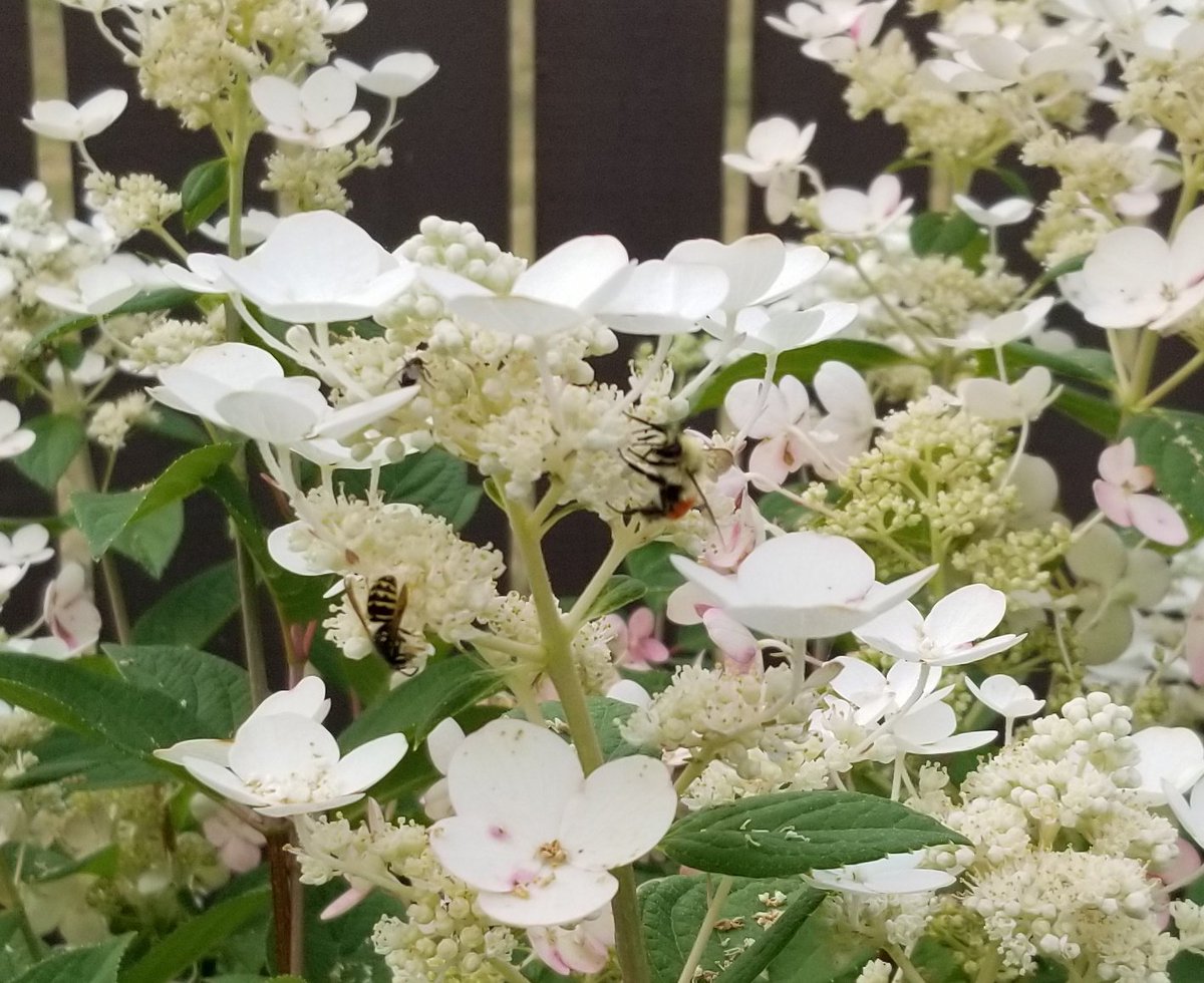 ErlSv's tweet photo. #pollinators love my Quickfire #hydrangeas. And they are starting to turn red. #gardening https://t.co/VEN16IPCbJ