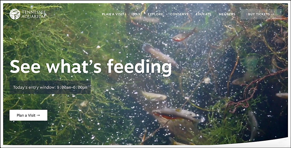 CommArts's tweet image. WEBPicks: @whiteboardis’s site design balances @TNAquarium’s many initiatives for a fully immersive experience. ow.ly/TMVp50B4DgS
#WEBPICK #website #design #interactive #aquarium #education #sealife