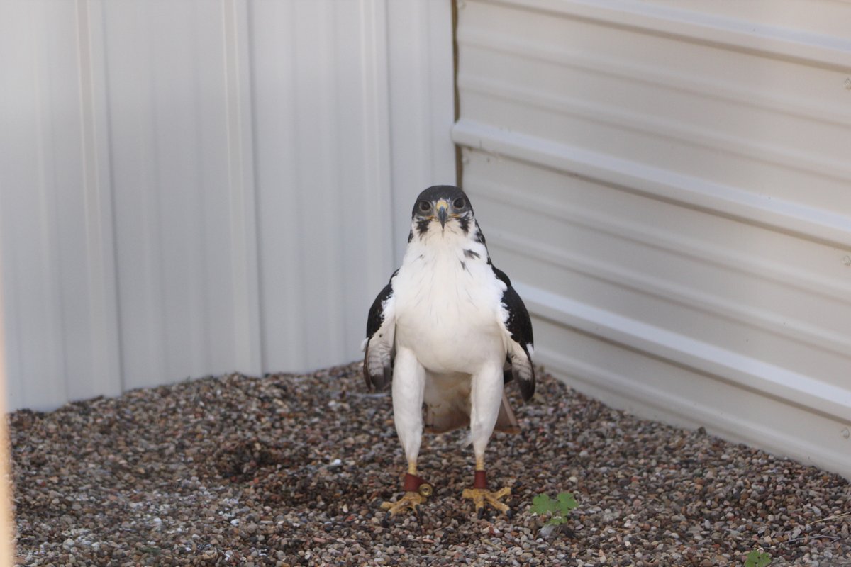 reptilegardens's tweet photo. This here is Ricco, our Augur Buzzard. They are native to Africa but look a lot like our native Red-tailed hawk (they are related). Despite being a hawk, we have been asked if he is a penguin. No, he is definitely not a penguin. He is a raptor. #raptor #notapenguin https://t.co/BdcayhXgau