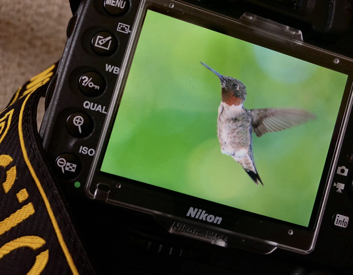 Even during a furlough, I’m doing my best to “stay in flight”. Morning light, a cup of coffee, and fast shutter speeds are good tips!