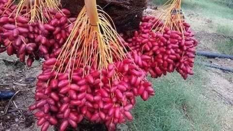 ZfJT9lRhUeofBqu's tweet photo. مشروع الاربعين الف فدان بمنطقة توشكي الذي تم زراعتها ب 2.5 مليون نخلة لبلح عالي الجودة تحت إشراف القوات المسلحة و التي بدأت تؤتي ثمارها بحمد الله و ستجعل من مصر أحد أكبر مصدري التمور في العالم. https://t.co/5k1zR2dKhm