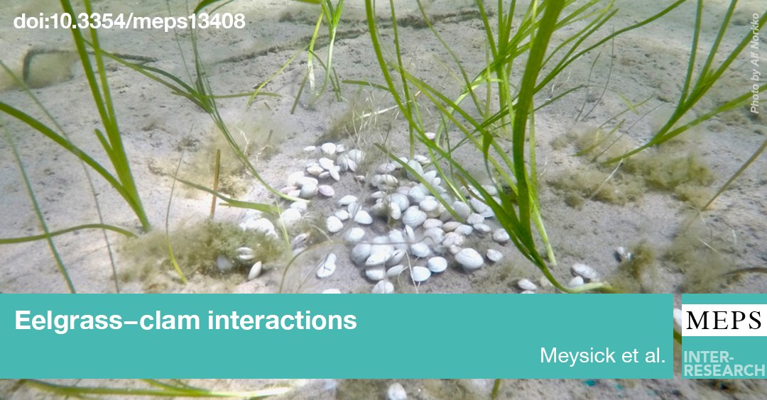 MEPS_IR's tweet photo. A new study by Meysick et al. indicates that seagrass-bivalve interactions (Zostera marina and Macoma balthica) can be mediated by underlying porewater nutrient concentrations, and gives implications for seagrass ecosystem restoration. Read more ➡️ https://t.co/blcV4Yr2XA https://t.co/INqOYNrXV7