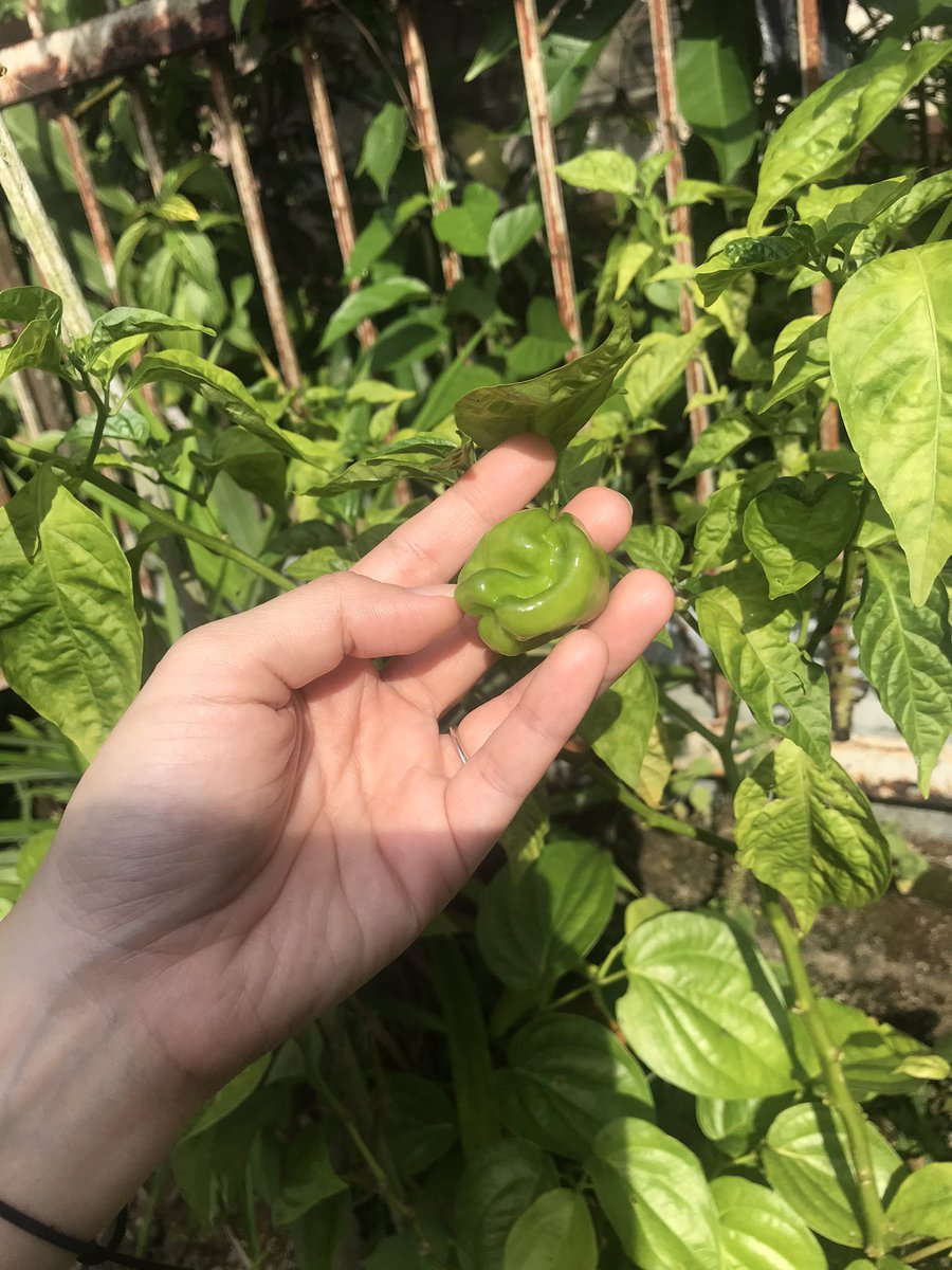 MalissaSahari's tweet photo. Cabik geronong tanam mak. 

Nang rangup rasanya! Makan dengam linut nang padu 😌 

Tapi rindu bah dengan tosei Subang 😭 https://t.co/OGm5Qukt2S