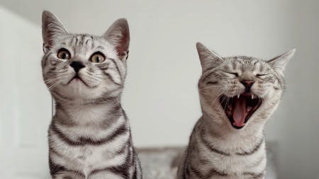 The <a href="/VermXUK/">Verm-X UK</a> Virtual Summer Show. We have classes for pure-breeds, rare breeds, rescued animals, talented dogs, perfect ponies and fluffy friends. Share your photos for a chance to win a £600 voucher to spend at <a href="/AdamHenson/">Adam Henson</a> <a href="/CotswoldFarmPrk/">Cotswold Farm Park</a> 

verm-x.com/pages/competit…