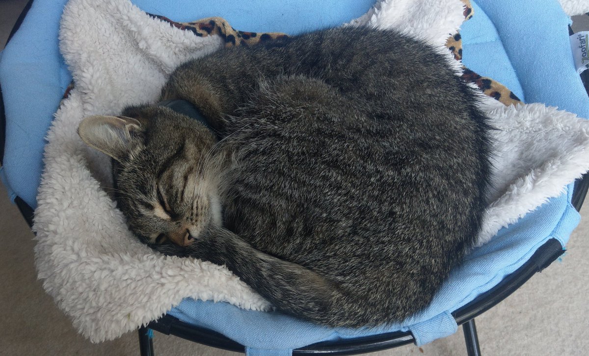 claraandstorm's tweet photo. @AngelaStillwell @AngusMcPussPuss @OssieAndLuna @TulipandSweep @irishbogcat @TweetsinEpping @lell_sutherland @Dollythercat 🌡️21°C on a brighter ⛅, windier 💨 day than we've had in a while. A few rain 🌧️ showers early, but mostly light cloud and blue sky now. Early pawtrol 🐾🐾 then back to bed.
Storm ⚡ #internToWeatherCat https://t.co/Z0u1d4NXSf