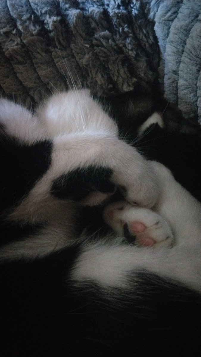 claraandstorm's tweet photo. @AngelaStillwell @AngusMcPussPuss @OssieAndLuna @TulipandSweep @irishbogcat @TweetsinEpping @lell_sutherland @Dollythercat 🌡️21°C on a brighter ⛅, windier 💨 day than we've had in a while. A few rain 🌧️ showers early, but mostly light cloud and blue sky now. Early pawtrol 🐾🐾 then back to bed.
Storm ⚡ #internToWeatherCat https://t.co/Z0u1d4NXSf