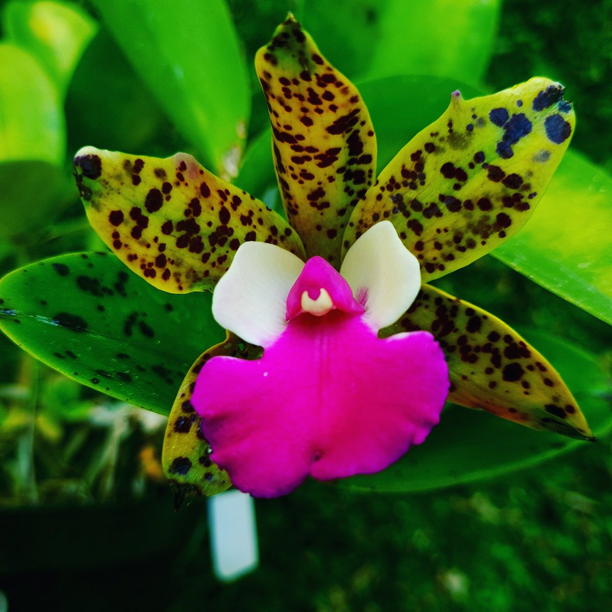 Cattleya aclandiae