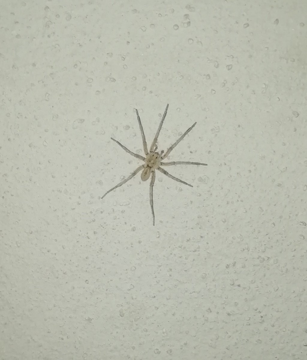 Maria_alc's tweet photo. ¡Hola! Me encontré con esta amiguita anoche en una casita de campo. Me recuerda a una araña lobo pero no sé si tendrá algo que ver. ¡Gracias! @Arachno_Cosas https://t.co/qgcqQ4RcW4