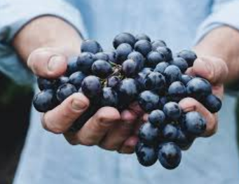 TeacrateJ's tweet photo. Vineyards........Those grapes won't wait.....let us help with your harvest this year. Contact us for #crates #harvest #vineyards #wine #phsteacrate 07516 103118
https://t.co/Bf2V84ENVI https://t.co/pXdrZAbQG2