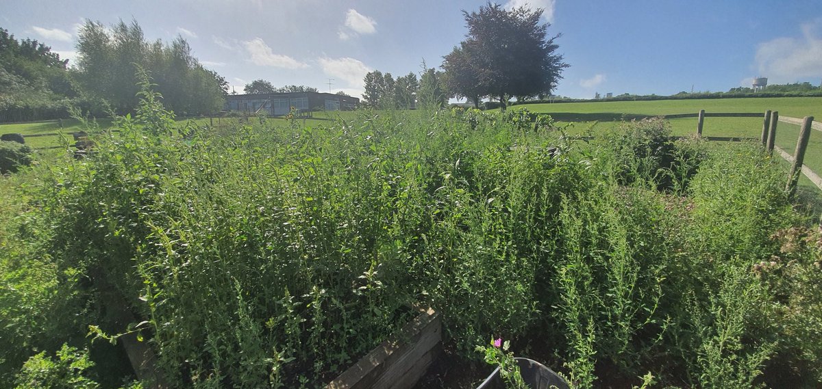 StPaulsWaldenPS's tweet photo. After some stings, scratches and unconfirmed reports of Jungle animals, the Kitchen Garden has been (semi) weeded. #warmwork https://t.co/bufofKCoKl