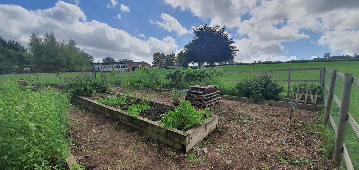 StPaulsWaldenPS's tweet photo. After some stings, scratches and unconfirmed reports of Jungle animals, the Kitchen Garden has been (semi) weeded. #warmwork https://t.co/bufofKCoKl