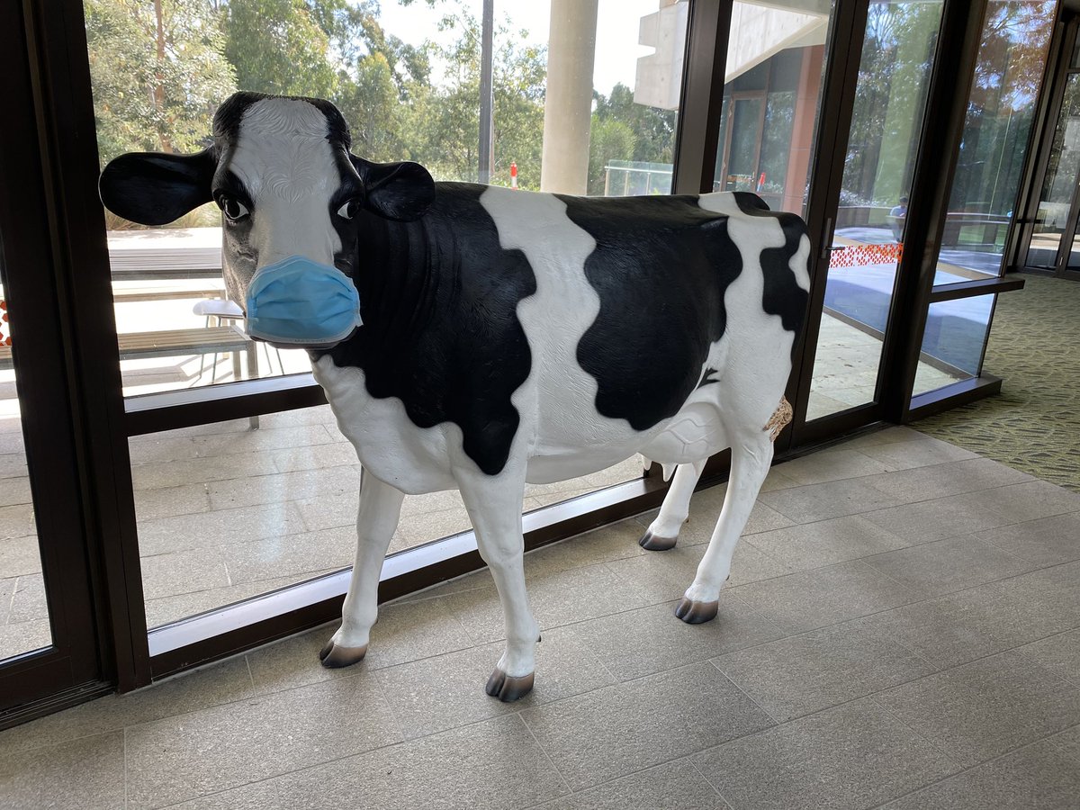 If our office moo cow can, then so can you. #wearamask #maskssavelives