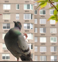 MixedUpFiles's tweet photo. On today's Mixed-Up blog, @MelissaRoske shares her shelter-in-place experience with a New York pigeon -- plus 10 children's books about birds, including titles by @McginnisSandy, @CeliaCPerez, @sallyjpla, @haleshannon & more! #MGlit #SummerReading #pigeon https://t.co/zaEMrjH6VN https://t.co/L8YvdMDq3N