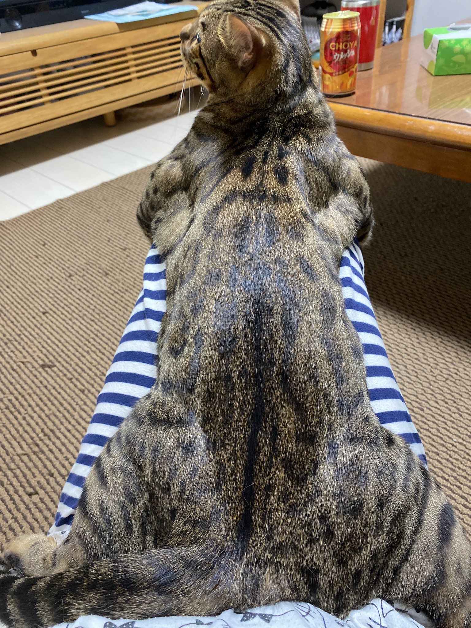 B ゴツい いや デブなのか どちらにしても肩の筋肉 ゴツいな ベンガル猫 ねこ ゴリマッチョ 肩ムキムキ T Co Fgh3ny6tbz Twitter B ゴツい いや デブなのか どちらにしても肩の筋肉 ゴツいな ベンガル猫 ねこ ゴリマッチョ 肩ムキムキ T Co Fgh3ny6tbz Twitter