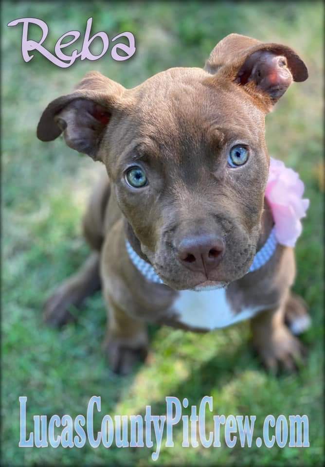 LCPitCrew's tweet image. ADOPT