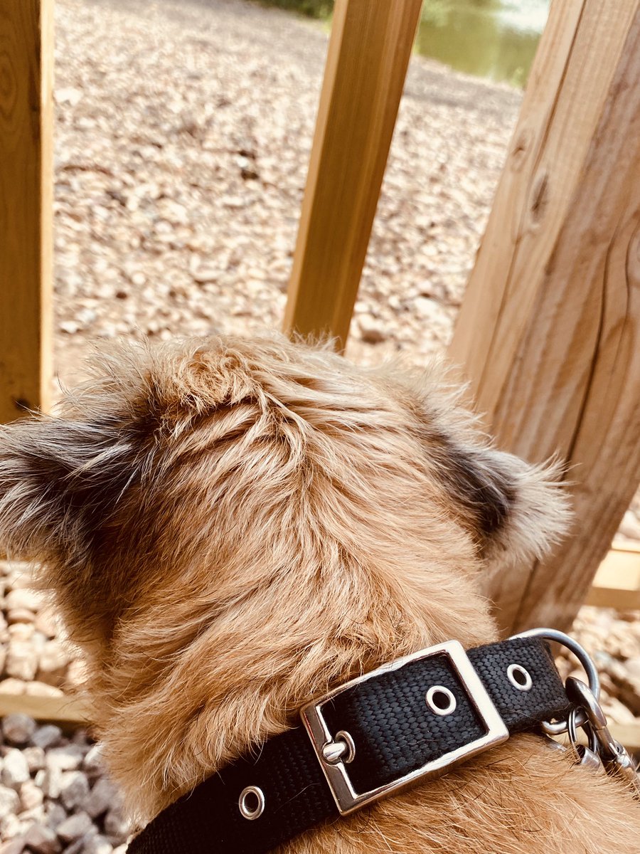 Peg the Border Terrier (@borderpeg) on Twitter photo 